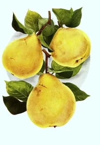 Pears of the variety: 1st Orange