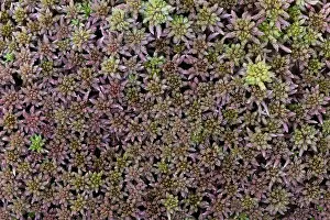 Peat moss (Sphagnum), dense stand well soaked with water in the bog in close-up from above