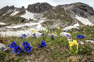 Category Mountain Landscapes Prints: Pebble bell gentian, also stemless gentian (Gentiana acaulis) and auricula (Primula auricula) or alpine auricula