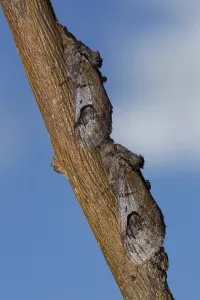 Pebble Prominent Moth (Notodonta ziczac)