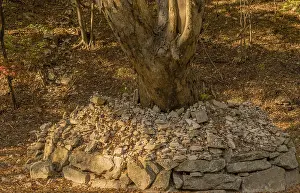 Pebble stacks surrounding base of tree in woodland park in South Korea