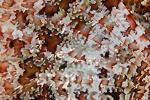 Pectoral fin, Bearded Scorpionfish