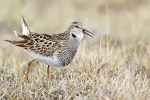 Pectoral sandpiper (Calidris melanotos)
