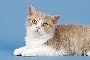 Pedigree cat Selkirk Rex, kitten