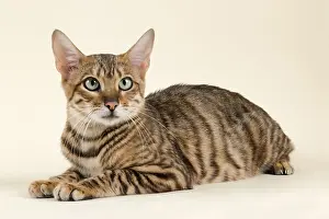 Pedigree cat Toyger (Felis silvestris catus)