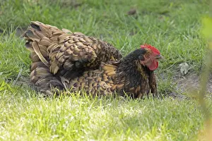 Pedigree chicken, Orpington hen