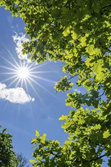 Pedunculate oak (Quercus robur) leafes against the sun light