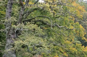 Pedunculate Oak (Quercus robur) is a tree with a spreading crown of rugged branches (Common Oak) (Deutsche Eiche)