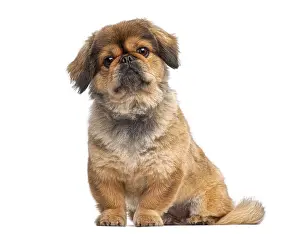 Pekingese puppy sitting and looking up on a white seamless background