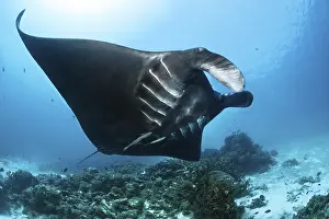 Pelagic manta ray (Manta birostris)