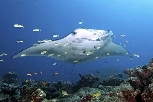 Pelagic manta ray (Manta birostris) over coral reef