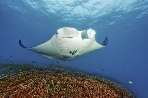 Pelagic manta ray (Manta birostris) swimming in shallow water over intact coral Coral reef