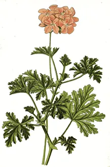 Pelargonium graveolens, Oak-Leaf Geranium