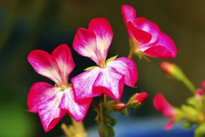 Pelargonium x hortorum in craignano at himachal pradesh