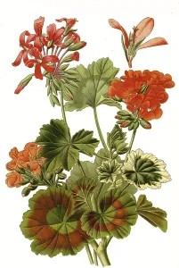 Pelargonium zonale hybrids, Pelargonium