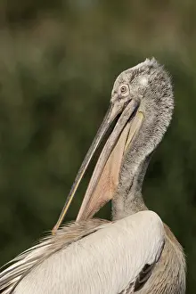 Pelecanus crispus, danube delta, romania