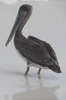 Pelecanus occidentalis urinator