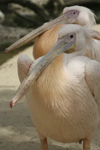 Pelecanus onocrotalus