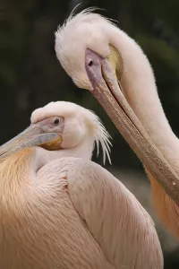 Pelecanus onocrotalus
