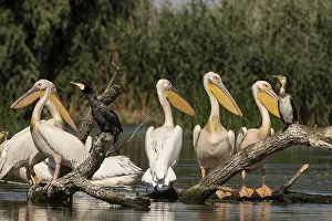 Pelecanus onocrotalus, danube delta, romania