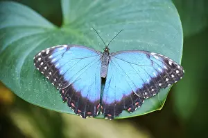 Peleides blue morpho butterfly (Morpho peleides) sitting on a leaf