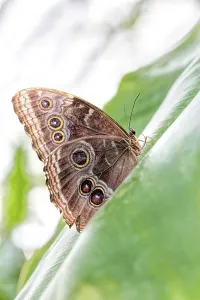 Peleides blue morpho (Morpho peleides)