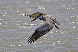 Pelican in flight over shimmering water