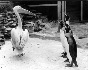 Pelican and four penguins, England, Great Britain