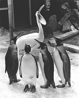 Pelican and penguins speak to each other