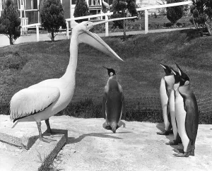 Pelican and penguins speak to each other