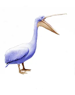 Pelican speaks, England, Great Britain
