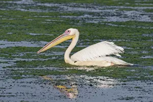 Pelican on the water of Lacul Isaccel
