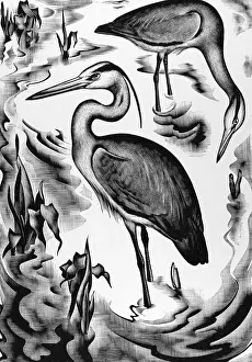 Pelicans on engraving from 1800s