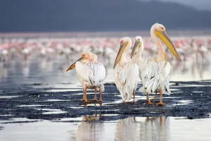 Pelicans (pelicanus onocrotalus)