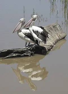 Two pelicans sitting on a tree log in water