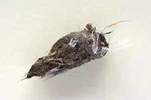 Pellet of a kestrel (Falco tinnunculus)