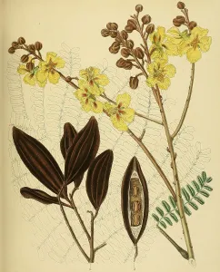 Peltophorum ferrugineum, native to Southeast Asia