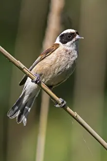 Penduline Tit, (Remiz pendulinus)
