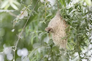 Category Wildlife DE Prints: Penduline Tit (Remiz pendulinus)