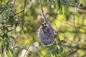 Category Wildlife DE Prints: Penduline Tit (Remiz pendulinus)