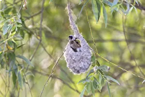 Penduline Tit (Remiz pendulinus)