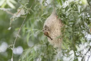 Penduline Tit (Remiz pendulinus)