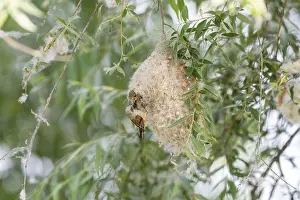 Penduline Tit (Remiz pendulinus)
