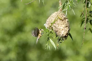 Category Wildlife DE Prints: Penduline Tit (Remiz pendulinus) approaching the nest
