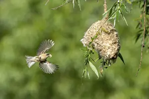 Category Wildlife DE Prints: Penduline Tit (Remiz pendulinus) approaching the nest