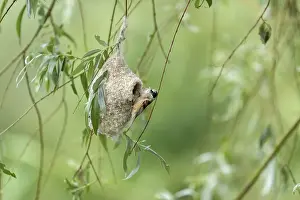 Penduline Tit (Remiz pendulinus) building a nest