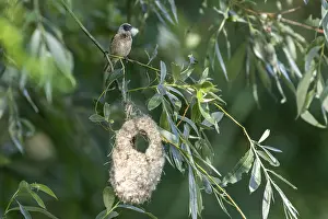 Category Wildlife DE Prints: Penduline Tit (Remiz pendulinus) with nesting material sitting on the nest