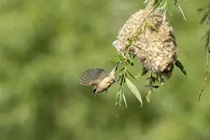 Category Wildlife DE Prints: Penduline Tit (Remiz pendulinus) taking off from the nest