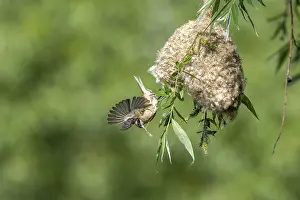Category Wildlife DE Prints: Penduline Tit (Remiz pendulinus) taking off from the nest