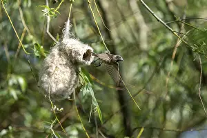 Category Wildlife DE Prints: Penduline Tit (Remiz pendulinus) taking off from the nest